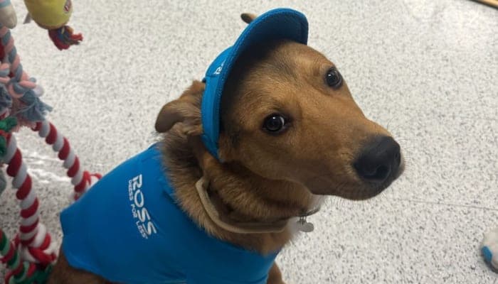 A brown dog wearing a blue "Ross Dress for Less" shirt and matching visor sits on a store floor near hanging dog toys. A brown dog wearing a blue "Ross Dress for Less" shirt and matching visor sits on a store floor near hanging dog toys.