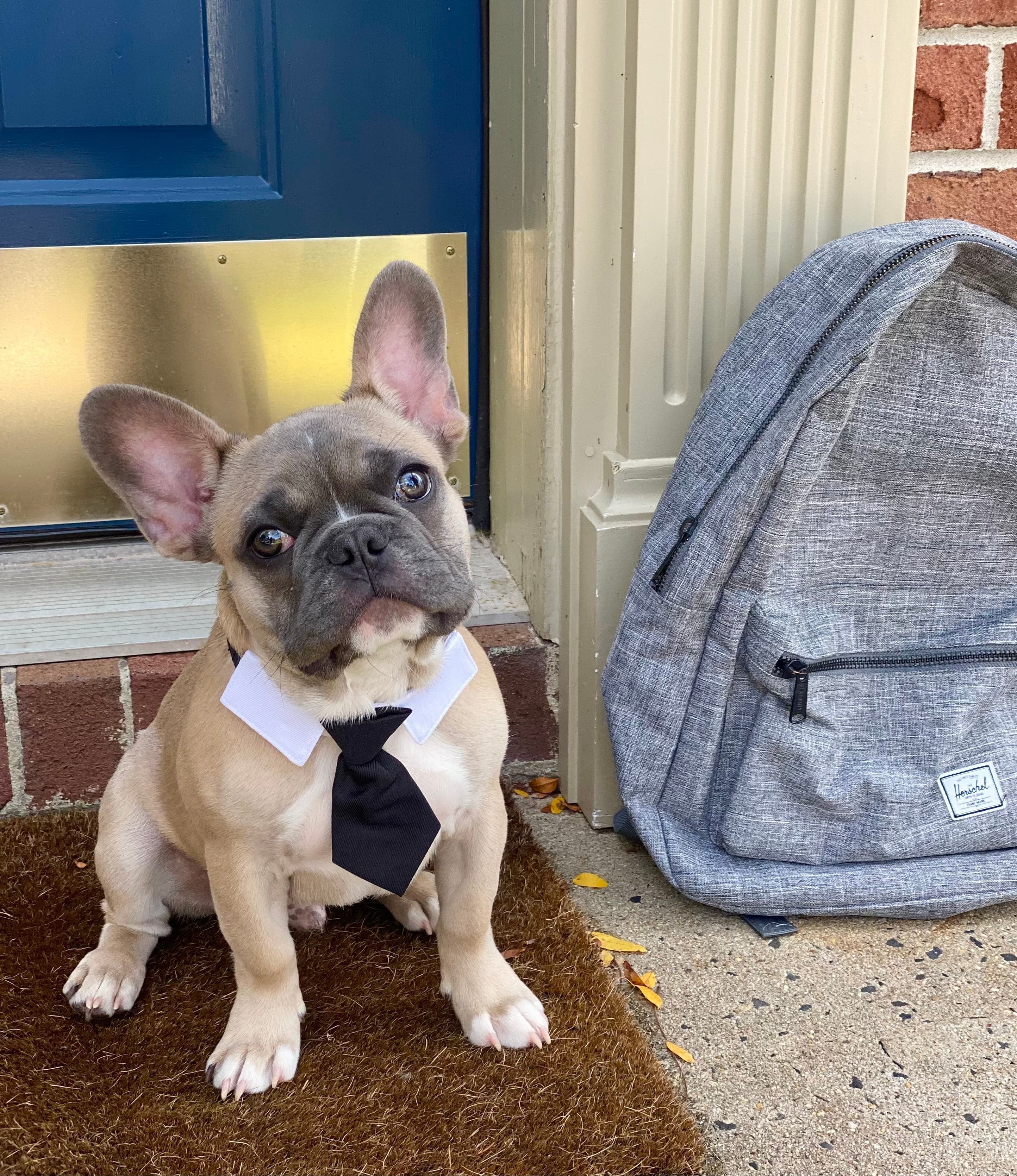 A fawn French bulldog puppy wearing a white collar and black necktie sits on a doormat next to a gray Herschel backpack by a blue door. A fawn French bulldog puppy wearing a white collar and black necktie sits on a doormat next to a gray Herschel backpack by a blue door.